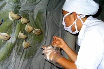 Lấy mẫu chim yến nhiễm bệnh ở Ninh Thuận. Ảnh: Lưu Phong